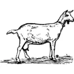 O capră