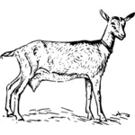 Clip-art vector de uma cabra