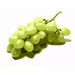 Görüntü stilize Yeşil üzüm