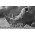 Halvton rhino