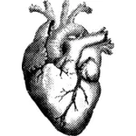 Preto e branco coração humano