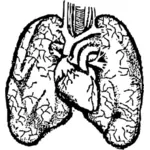 Menschliche Lunge und Herz-Vektor-illustration
