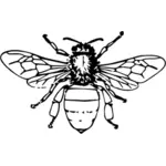 Illustratie van de honingbij