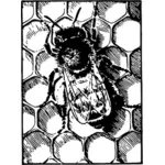 Honeybee на гребень
