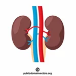 Human kidneys