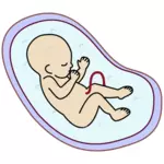 Menschlichen Embryo-Vektor-Bild