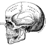 Illustration vectorielle de crâne humain avec les noms de bones