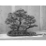 Bonsai ağacı siyah beyaz