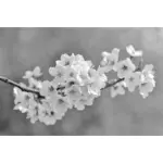 Spring Blossom in schwarz / weiß
