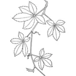 Klimplant vectorillustratie