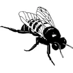 Wektor clipart bumble Bee