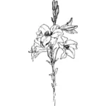 Liljer i svart-hvitt