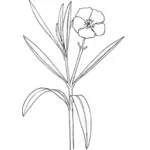Oleander vektorgrafikk