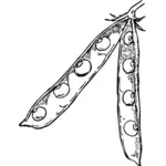 豌豆荚素描