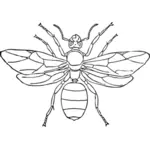 Graphiques vectoriels de fourmi Reine