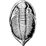 Imagem vetorial de trilobita