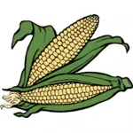 Dos mazorcas de maíz vector illustration
