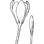 Imagine vectorială de floare crocus şi bud