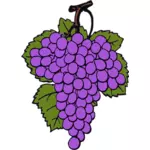 Векторный рисунок из созревшего винограда