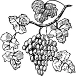 Wektor rysunek z winogron