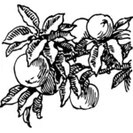 Векторное изображение персиков