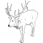 Векторная иллюстрация олень оленя
