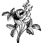 Róża wektorowa