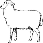 Owce wektor rysunek