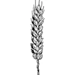 Vektorový obrázek pšenice větve
