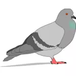 Güvercin gölge ile renkli çizimi