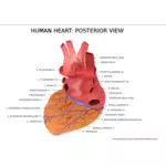Menselijk hart