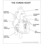Vektor gambar hati manusia