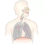 Akciğer kanseri vektör görüntü simgesi