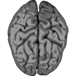 Wektor Rozmazany obraz ludzkiego mózgu