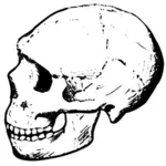 Vectorul de craniu stancu