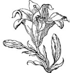 लिली फूल लाइन कला वेक्टर छवि