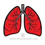 Ilustração em vetor de pulmões