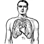 Hombre y sus pulmones gráficos vectoriales