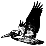 Flygande pelican vektorbild
