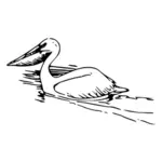 Pelican vektorbild