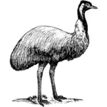 Emu wektor clipart