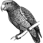 Papuga na oddział wektor clipart