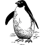 ClipArt vettoriali di pinguino