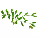 Olive branch met olijven