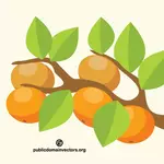 नारंगी के पेड़