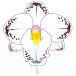 Küçük resim vahşi orkide Çiçek rengi