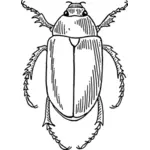 Gândacul ilustrare