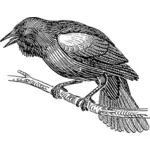 Clip-art vector de blackbird em um galho de árvore