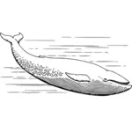Ilustracja wektorowa płetwal błękitny