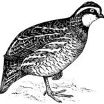 Bobwhite viiriäisen vektori ClipArt